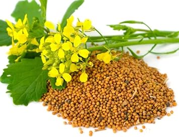 500+ Seeds Mustard - Vegetable White