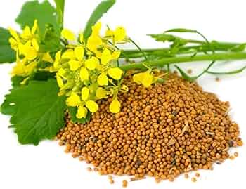 The Mustard Seeds ☆III Yellow Mustard Seed, Whole-Fresh Harvest-16 oz (B-3-B