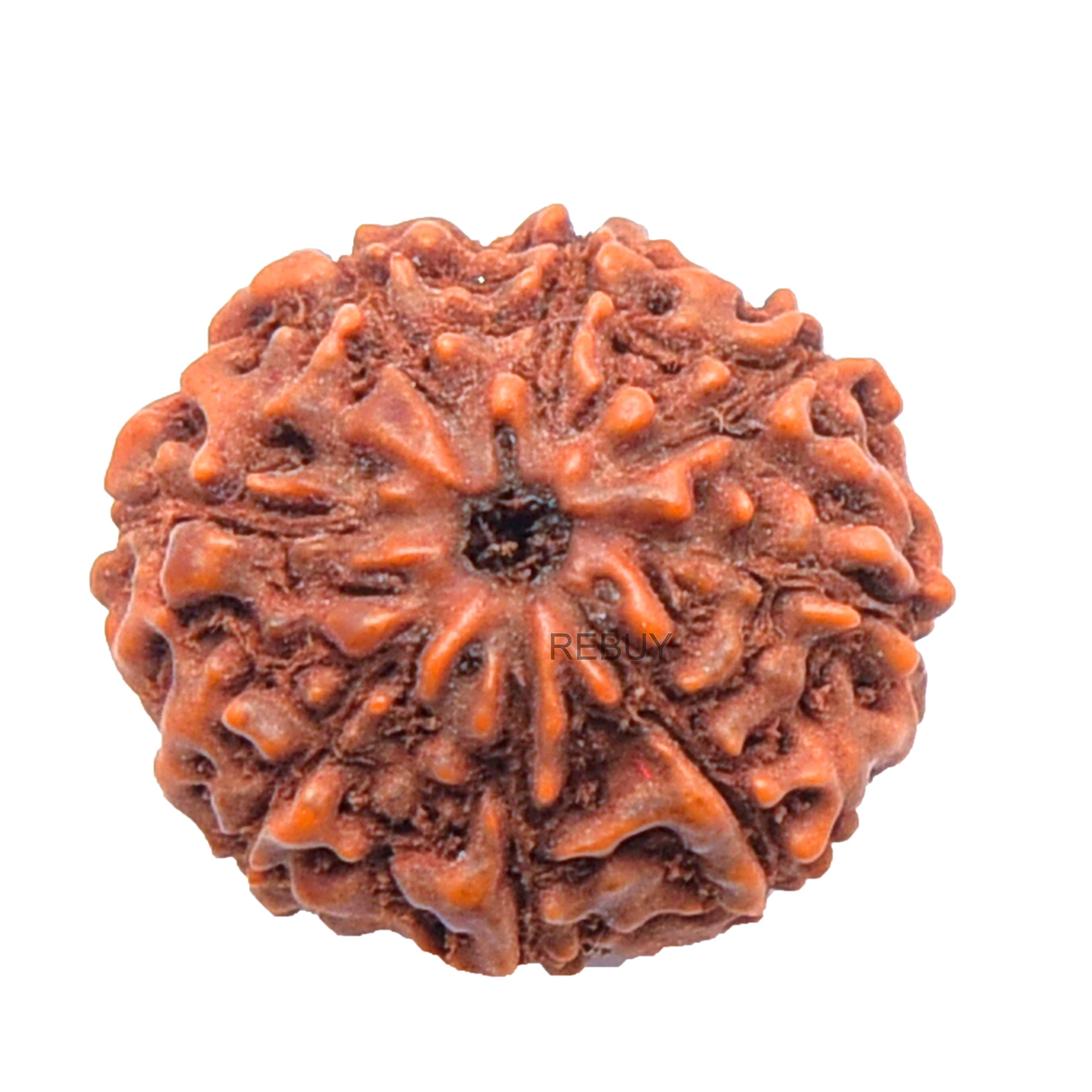 8 Mukhi Rudraksha Bead Indonesian,Java Rudraksha Lab Certified Natural Quality Original Rudraksha Bead for Men & Women, Origin Indonesian, Color Brown, Bead Size 10-15 mm by REBUY (B07DJ4Y95H) Amazon Price History, Amazon Price Tracker