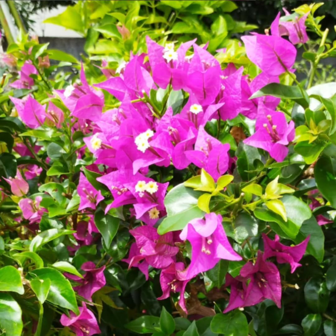 4 Bougainvillea Plants Live, Purple Bougainvillea Flower Plant, Live Bougainvillea Vine Plant for Gardening, 4 to 6 Inc Long