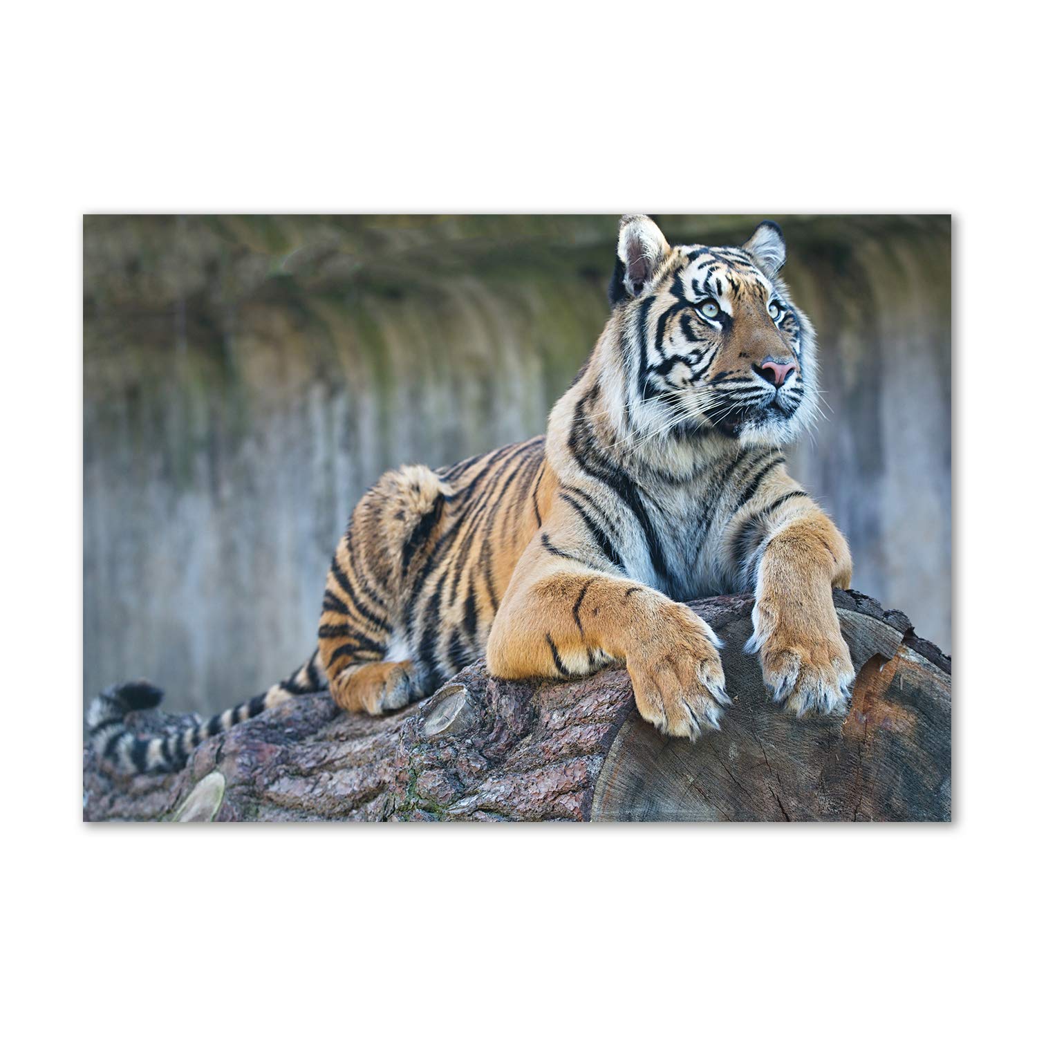 Tableau acrylique tigre pour sublimer la décoration de votre salon