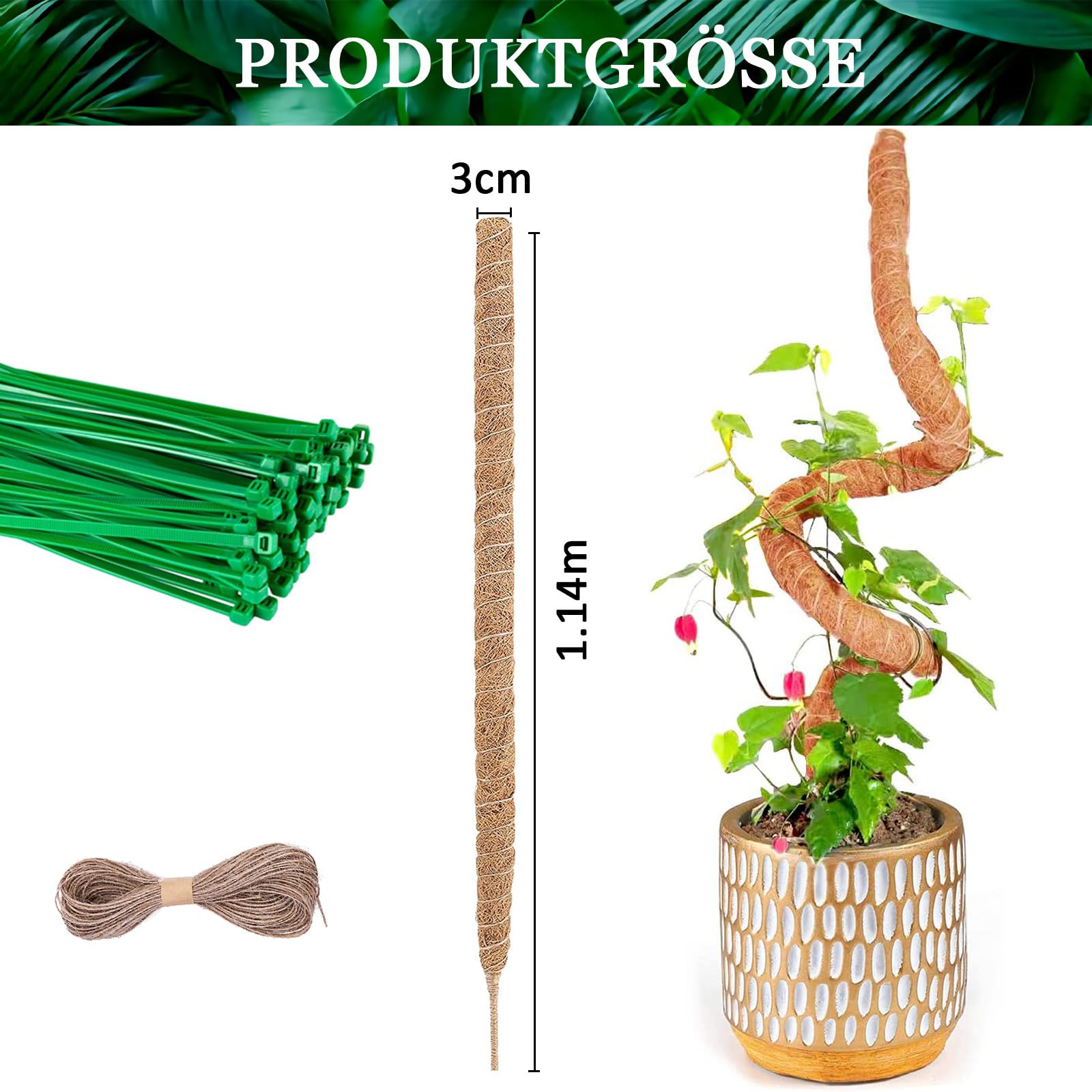 kirschlorbeer kaufen jawoll Kirschlorbeer Novita 175-200 cm Höhe Ballenware main image 0