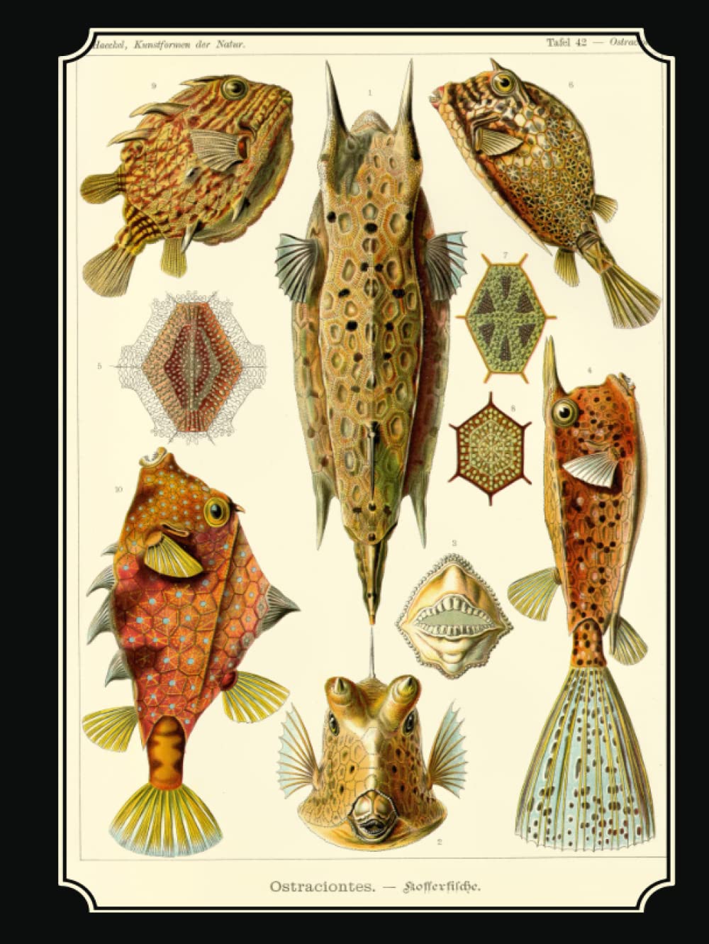 Guest Book : Vacation Home Visitor Memory Book : Ostraciontes by Ernst Haeckel, Nautical Beach Ocean Fish Theme: Kunstformen der Natur / Artforms of Nature Premium Guestbook