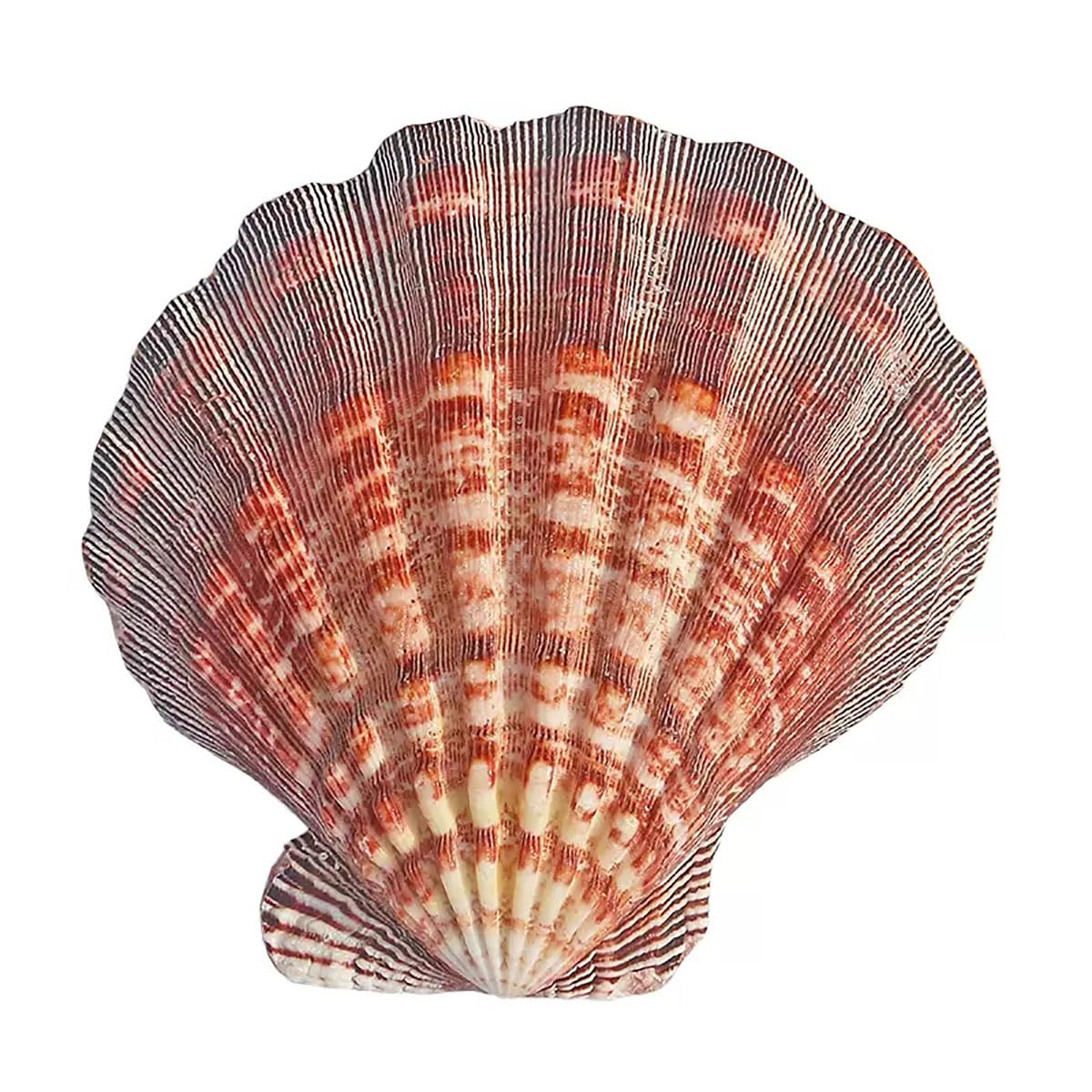 Natürliche Muscheln, 1 Stück große natürliche Muscheln Jakobsmuschel 13–15 cm for Basteln(13~14cm)