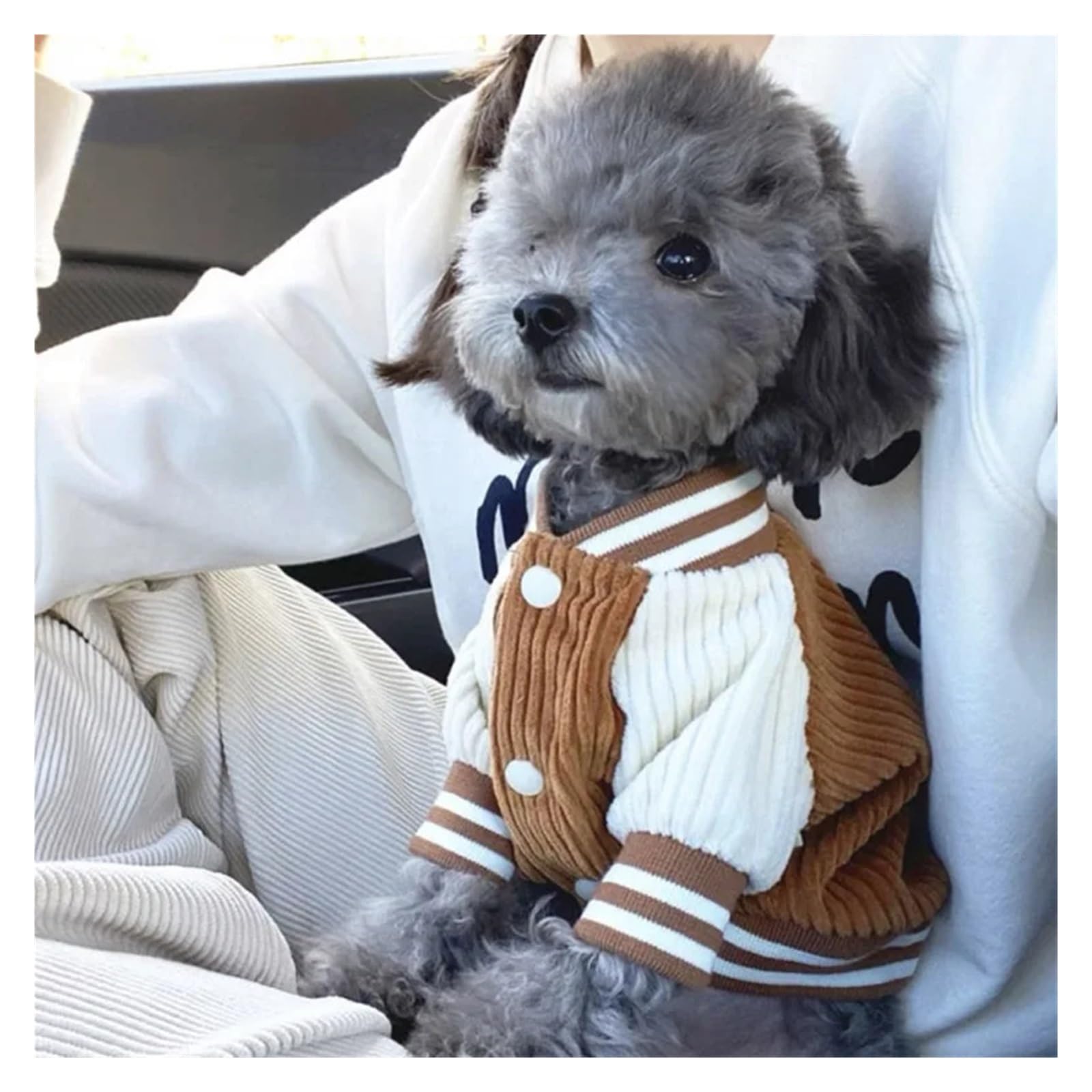 Veste de printemps pour petit chien look mode pour promenades matinales XS