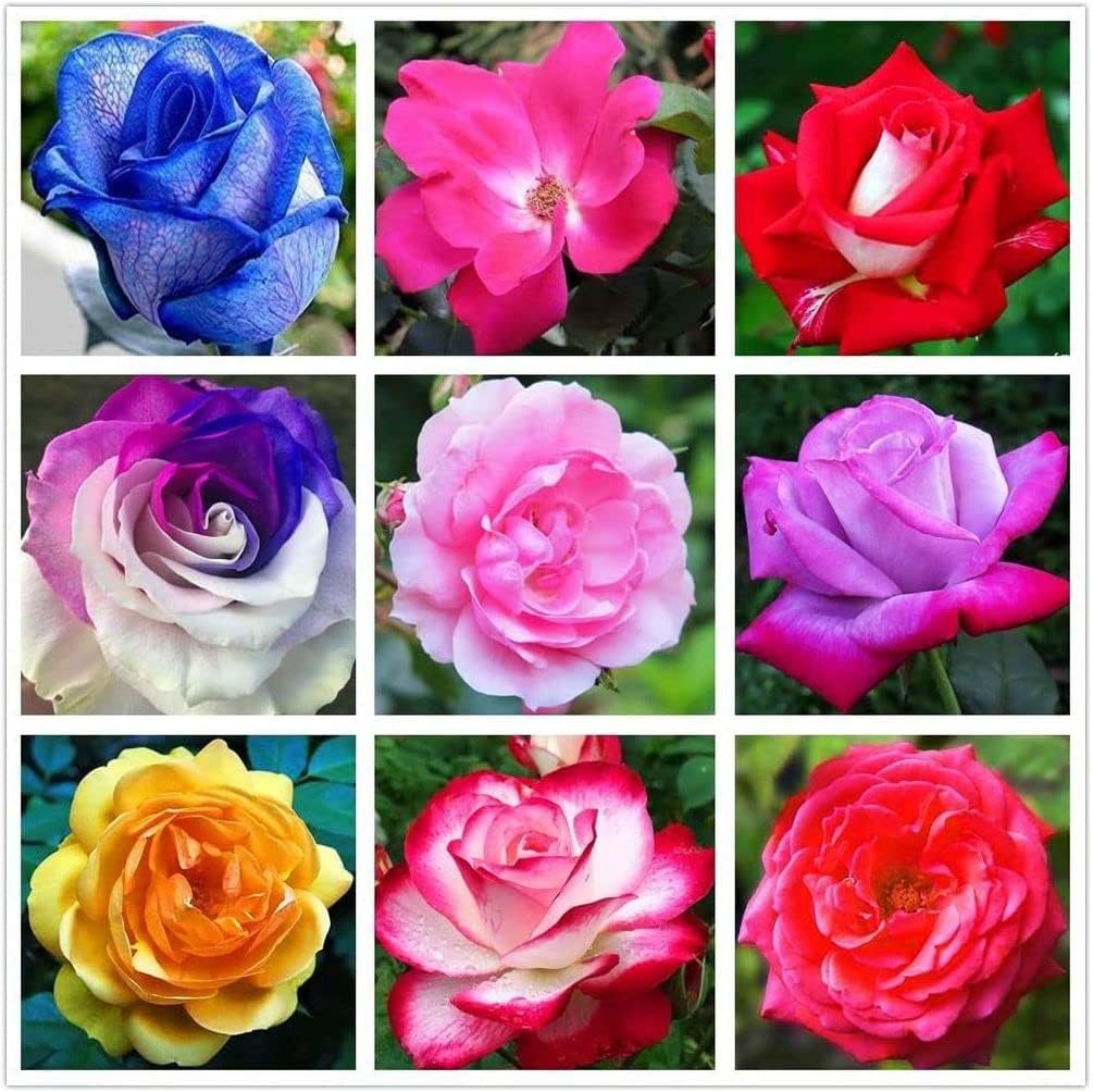Amazon.com : Rose Mix 100+ Seeds Flowers Planting for Outdoor Indoor ...