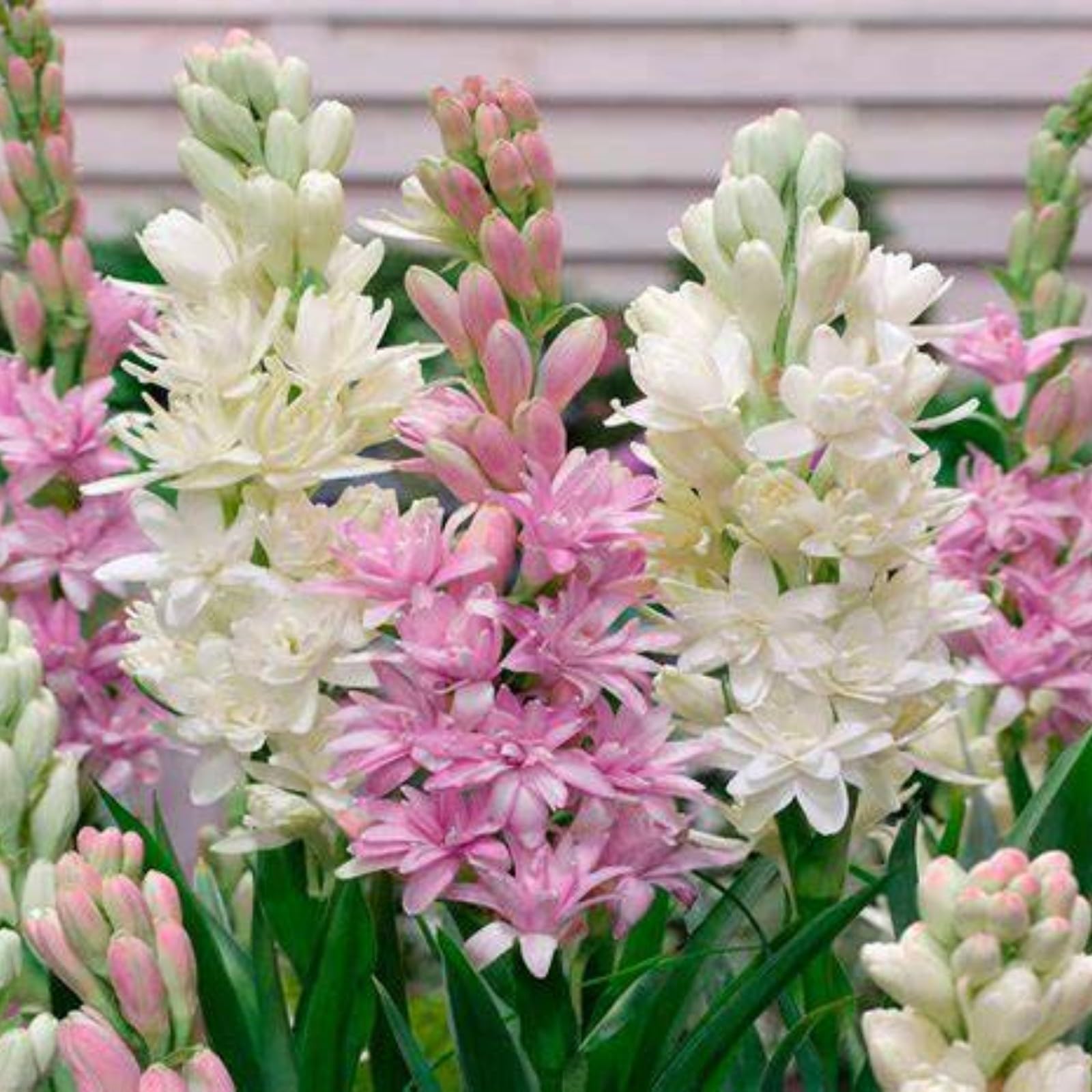 Tuberose Bulbs for Planting Now UK Ornamental Perennial Excellent Display Plant Bulbs Good for Containers Natural Organic Ornamental Greening Flower-4Bulbs-I