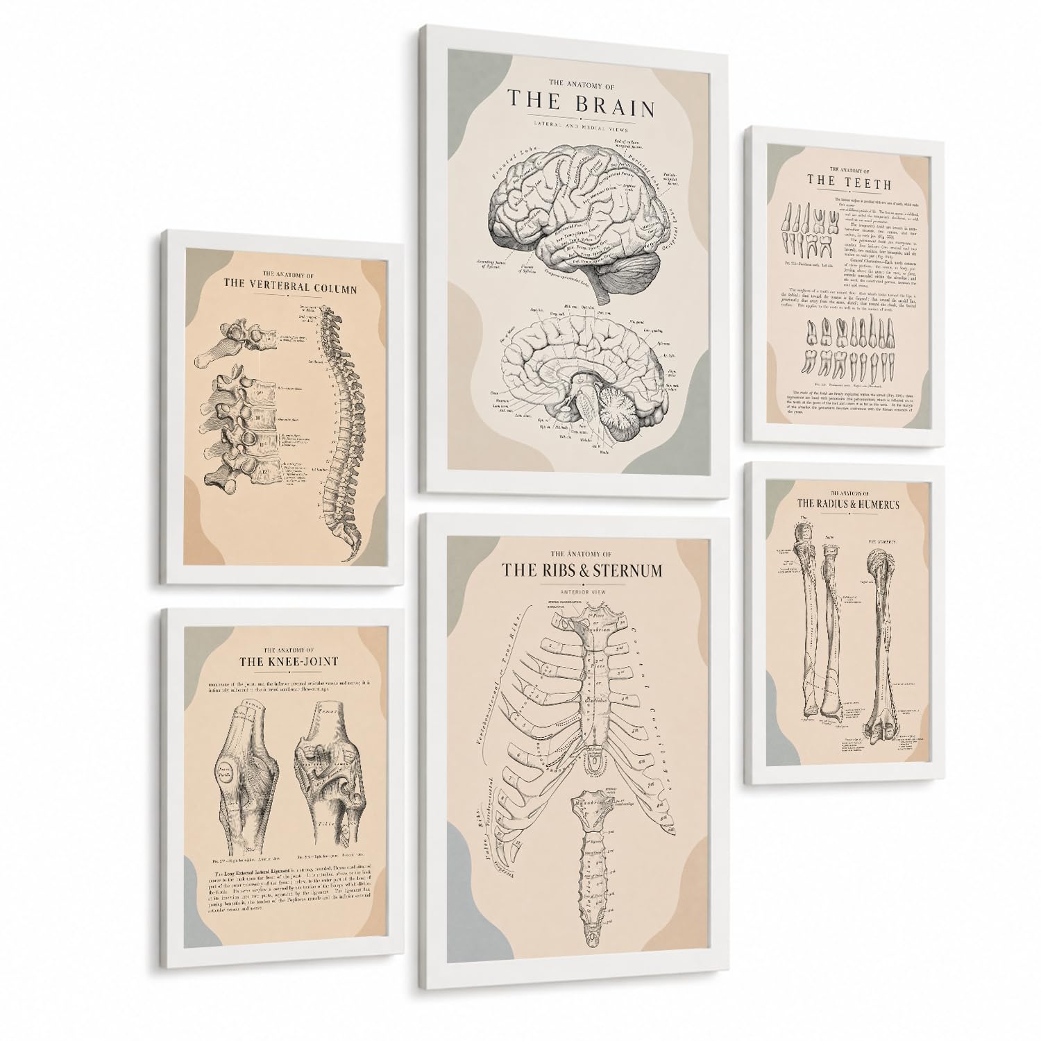 Nacnic Set Of 6 Anatomy Wall Art Prints Medical Posters And Decorative Pictures With Brain Spine Teeth Ribs Sternum Knee Joint And Arm Bones Educational Medical Wall Decor A3 & A4 White Frame