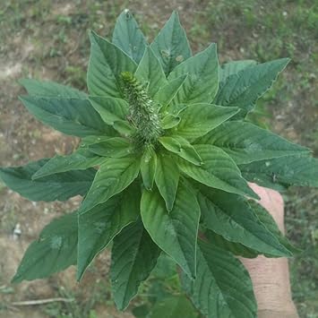 Pigweed Amaranthus retroflexus - Grow Now or Store for Future Planting - Capsule of 40 Seeds