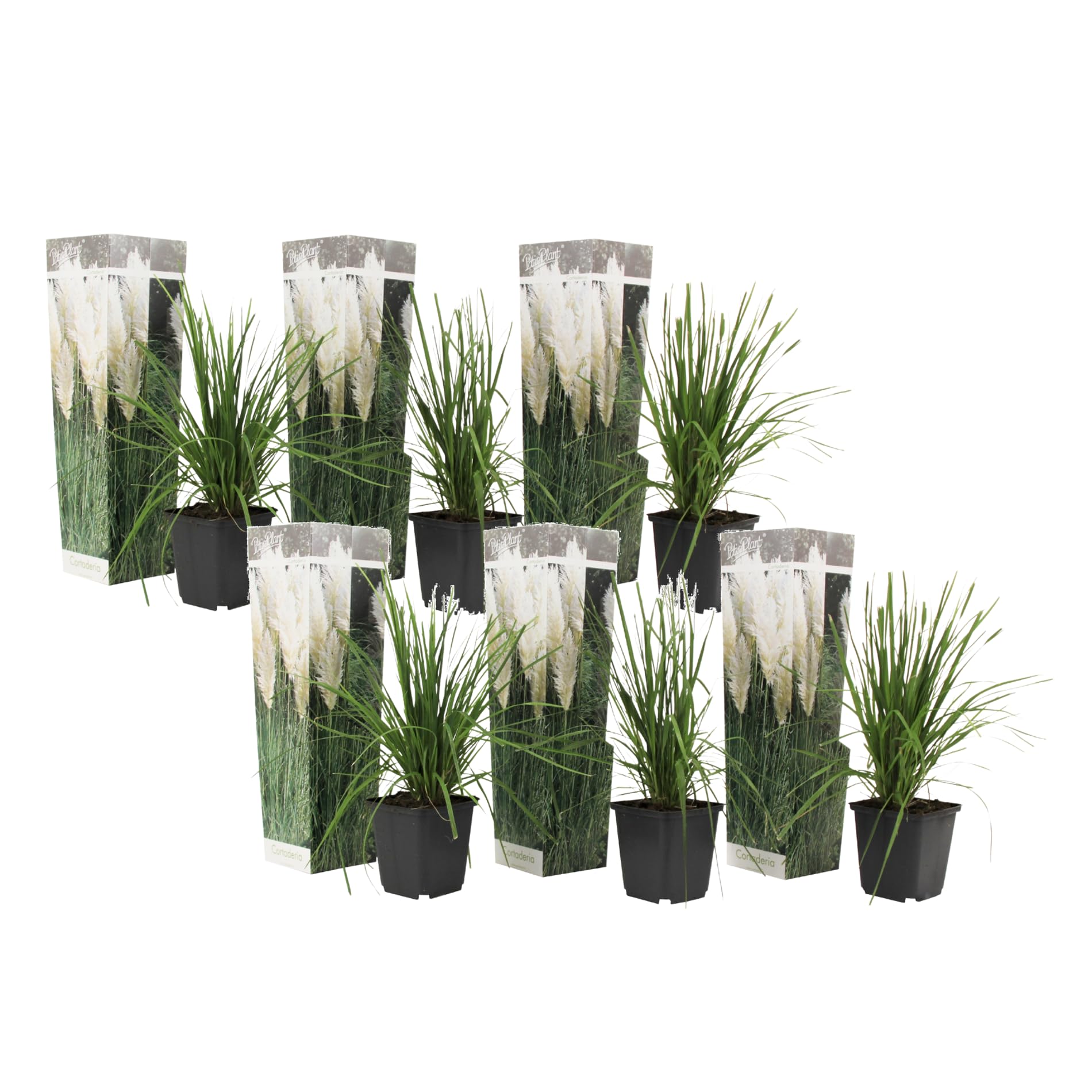 Cortaderia selloana : lot de 6 pampas blanches en pot de 9cm
