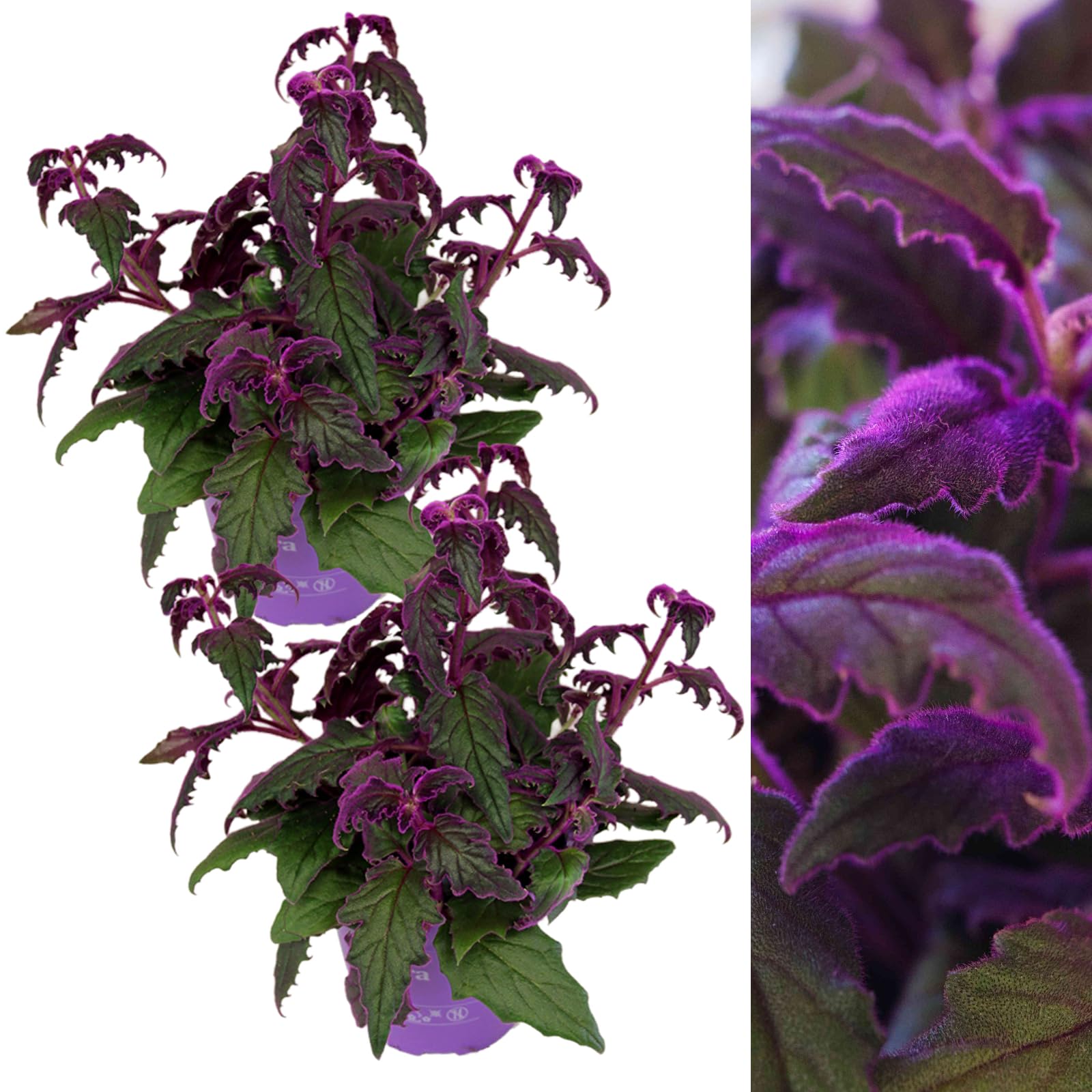 Carbeth Plants 2X Gynura aurantiaca Purple Passion Indoor Plant in 12cm Pot
