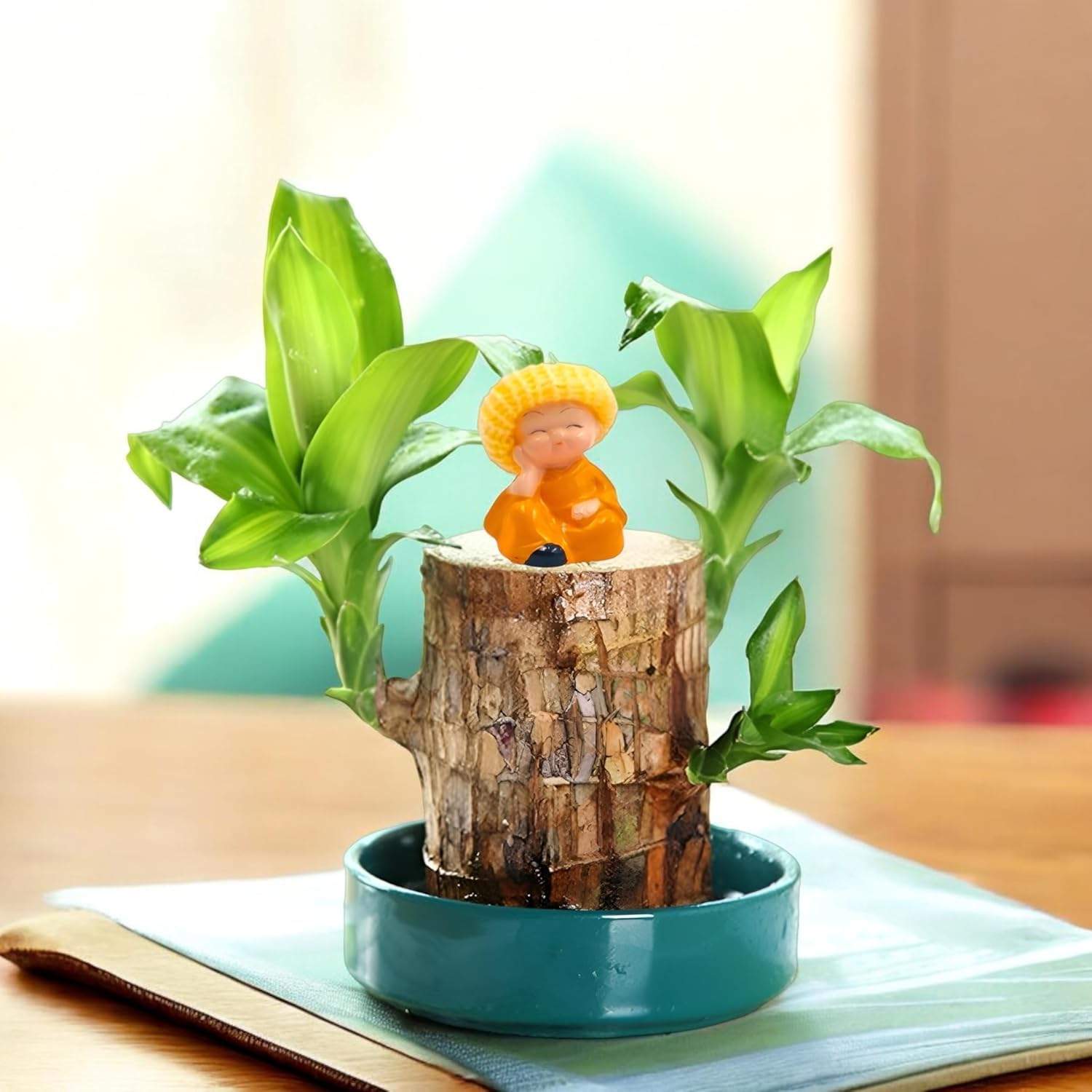 Brazilian Bamboo Lucky Wood Good Luck Live Plant WITH BUDHA IDOL | Lucky Brazil Wood Potted Plant | Indoor Live Lucky wood plant (B0DHSBMF5R) Amazon Price History, Amazon Price Tracker