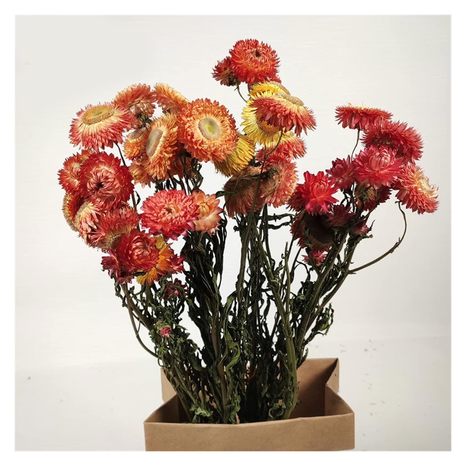 Fleurs séchées, Bouquet de Marguerites Gerbera séchées Multicolores 20 pcs(Dark Color)