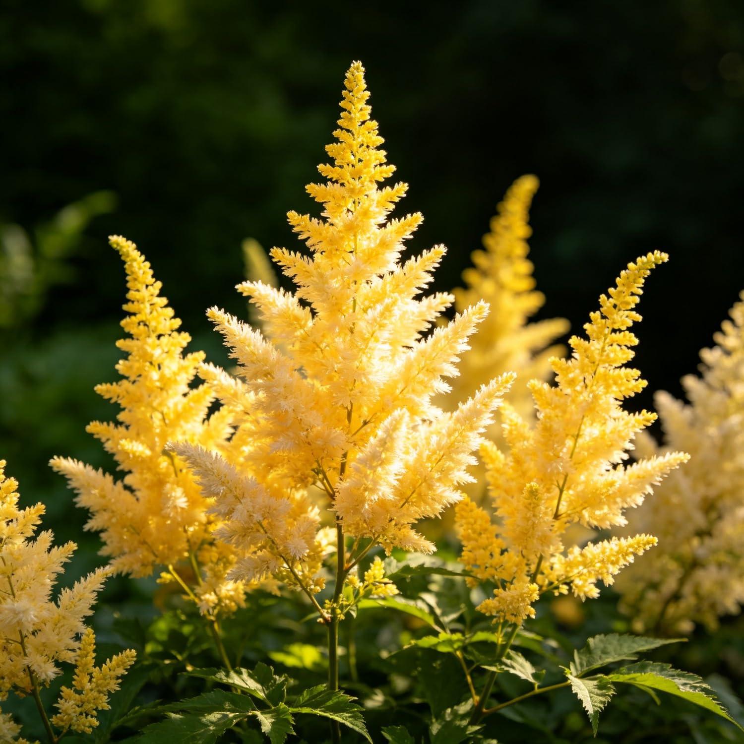 Mix Astilbe Seed-Hardy,Perennial herb,Excellent Display Indoor,Garden