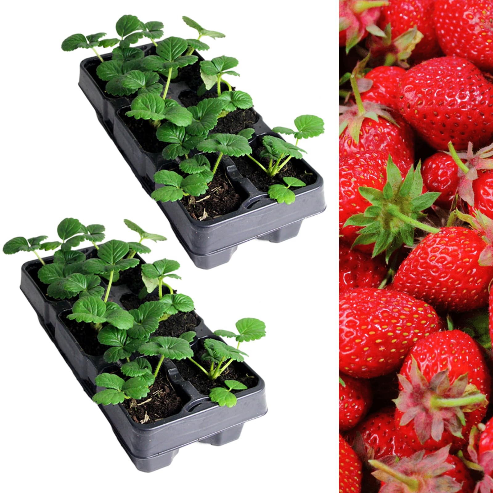 Carbeth Plants Strawberry Elsanta Fruit Plant 2 x 6 Pack - Hardy Perennial Easy Grow Fragaria Bushes - Tasty Sweet High Yielding Outdoor Garden Fruiting Plants for Beds, Borders or Pots