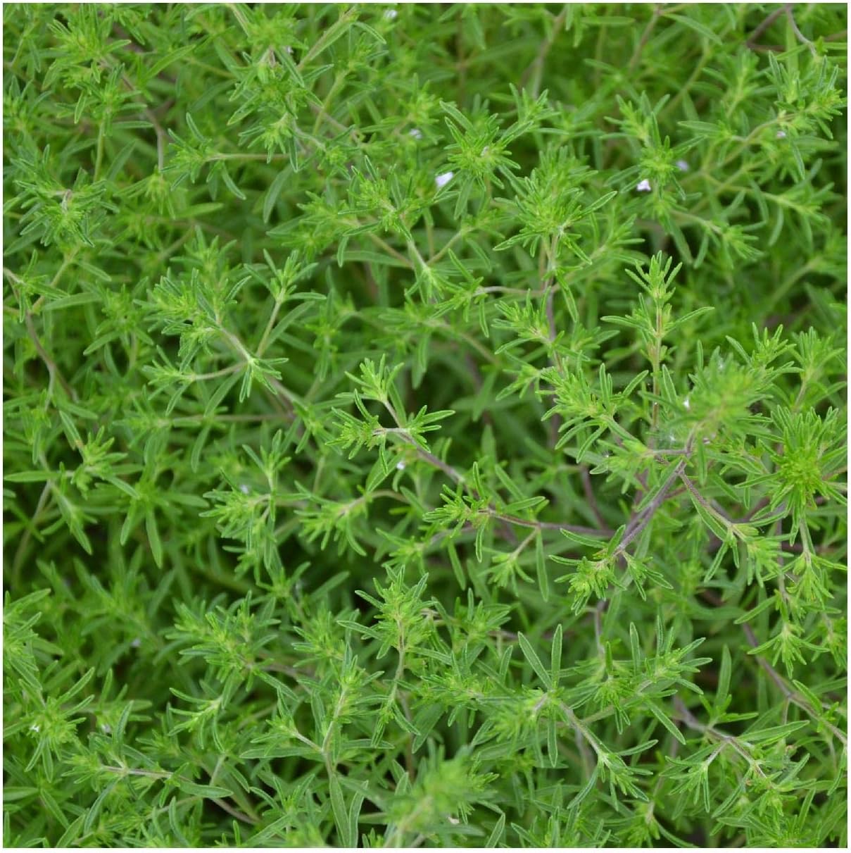 Everwilde Farms - 1 Lb Summer Savory Herb Seeds - Gold Vault