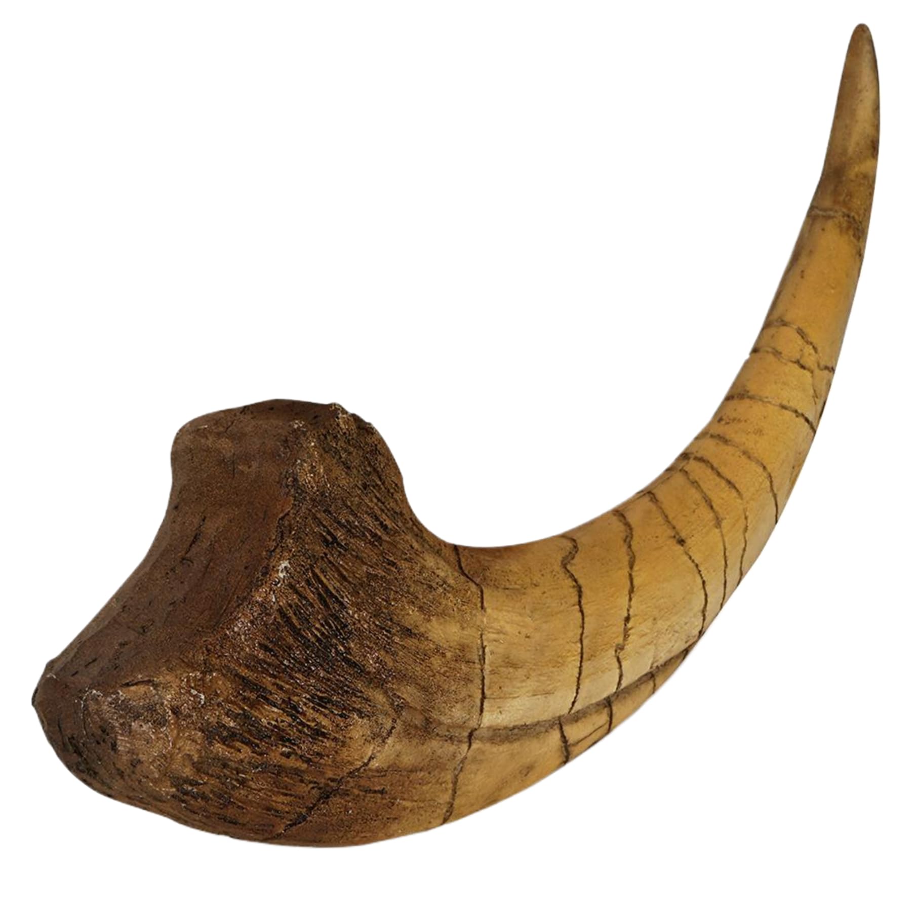 Artigli di dinosauro Artigli fossilizzati realistici Decorazione della stanza di dinosauro Regali in resina robusti e squisiti per adulti Bambini o qualsiasi appassionato, Decorazione della camera