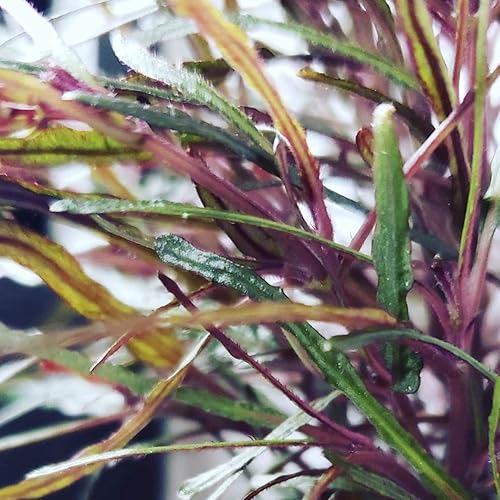 Miniatura 5 de Greenpro Hemigraphis Exotica - 3 paquetes de plantas de terrario de acuario tropical vivo de agua dulce para decoración de peceras