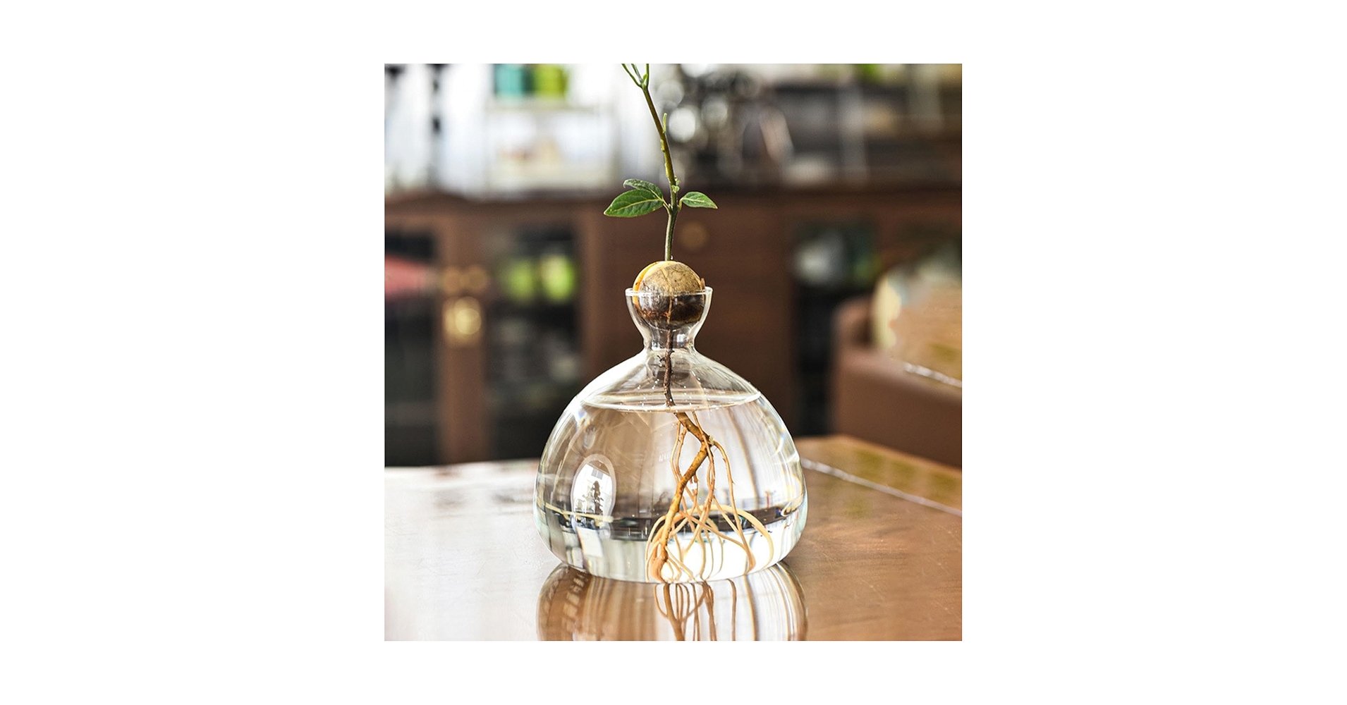 Amazon.co.jp: アボカドシードスターター花瓶プランター、クリア