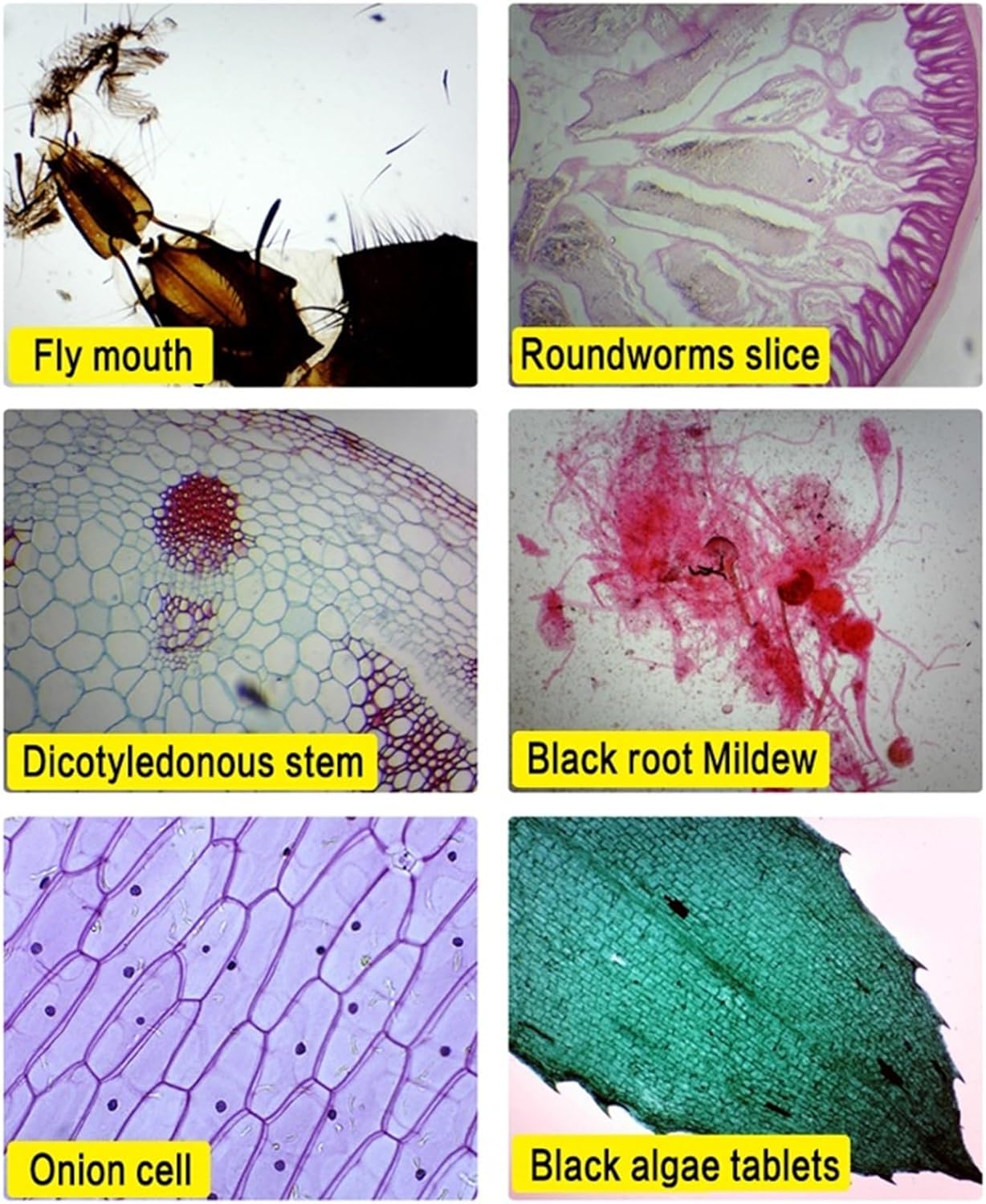 VIPIH顕微鏡複合単眼40X-2000倍回転式単眼ヘッドスライド付きLED照明ガラス光学下光源付きHD光学レンズ360度回転顕微鏡レンズ初心者子供 実験室デモ教育用自由研究用日本語説明書あり 顕微鏡 生物 2000倍 生物 HD スコープ 学生 実験室 教育 LED USB 自由研究 学生成人初心者学習