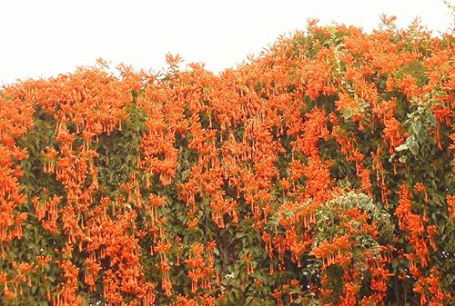 Miniatura 8 de UPC0764425789901 - Semillas de vid naranja gigante (Pyrostegia venusta) de Robsrareandgiantseeds UPC0764425789901 sin OMG, orgánico, cultivador de
