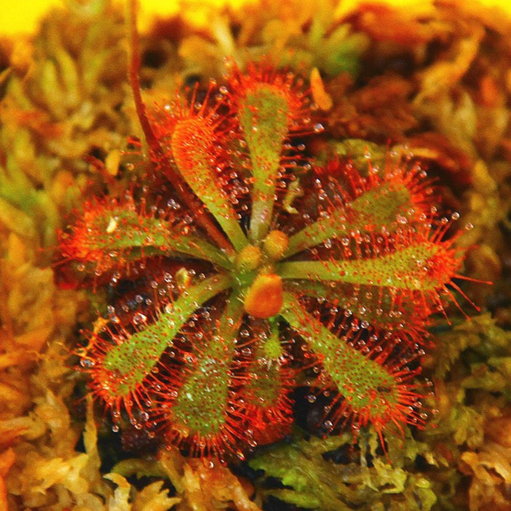 100 Piezas Drosera Lovellae Drosera Planta Carnívora Fácil De Cultivar Jardín Bonsai Decoración 2#