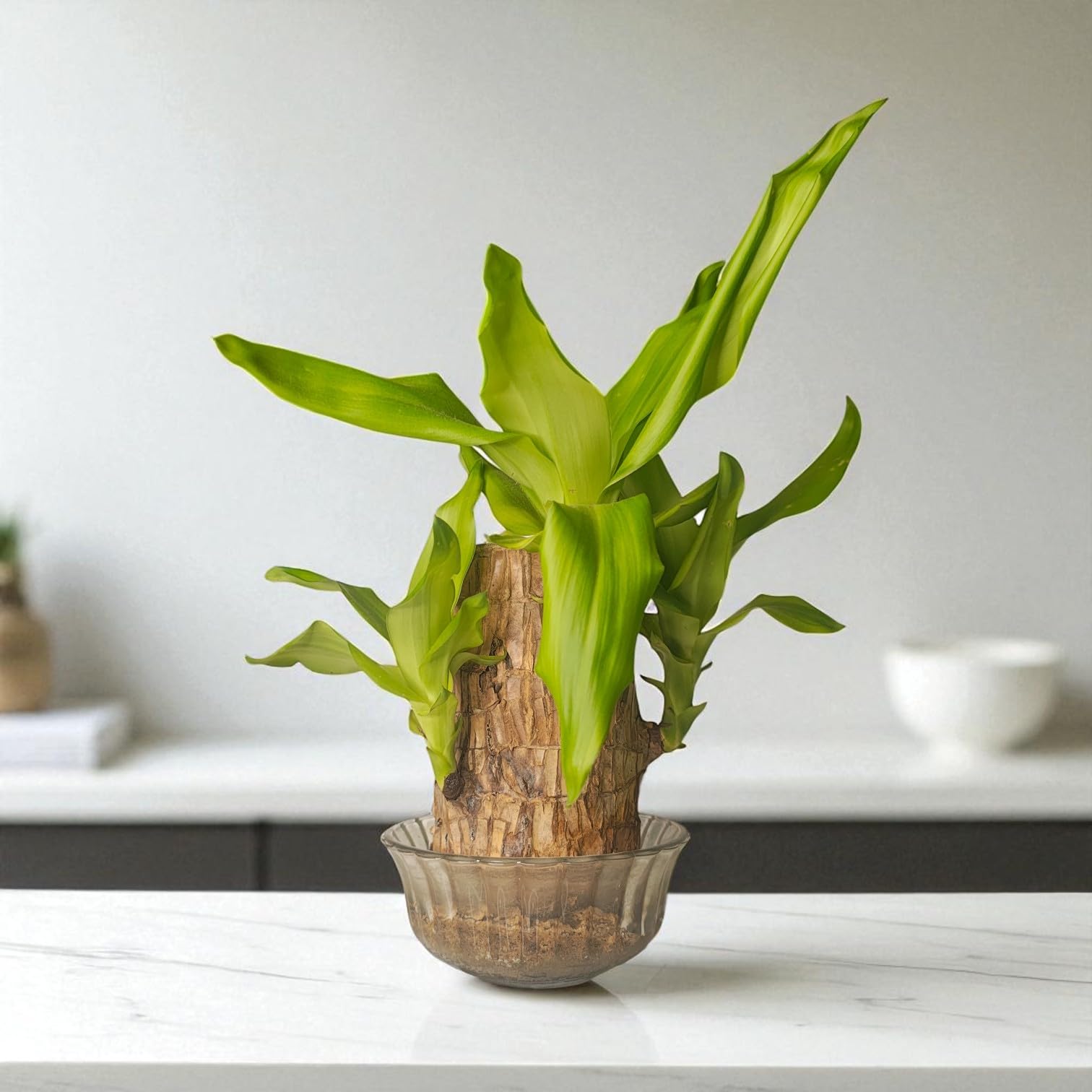 Dracaena fragrans Live Plant Brazilian Wood Cane Statement Houseplant-picture-23