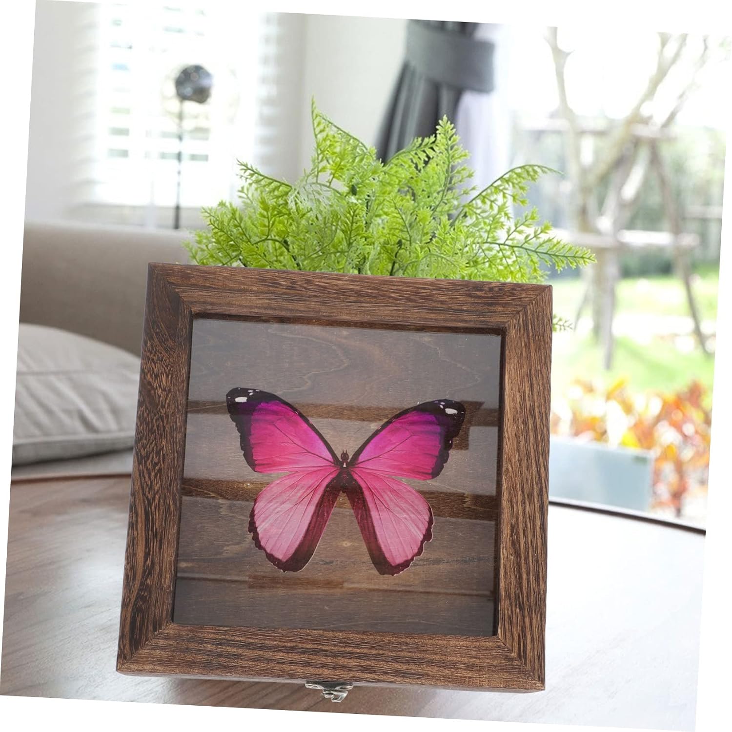 Luxshiny 1pc Specimen Display Box Lid Vintage Insect Storage Case for Butterfly and Collections and for Preservation and Showcase