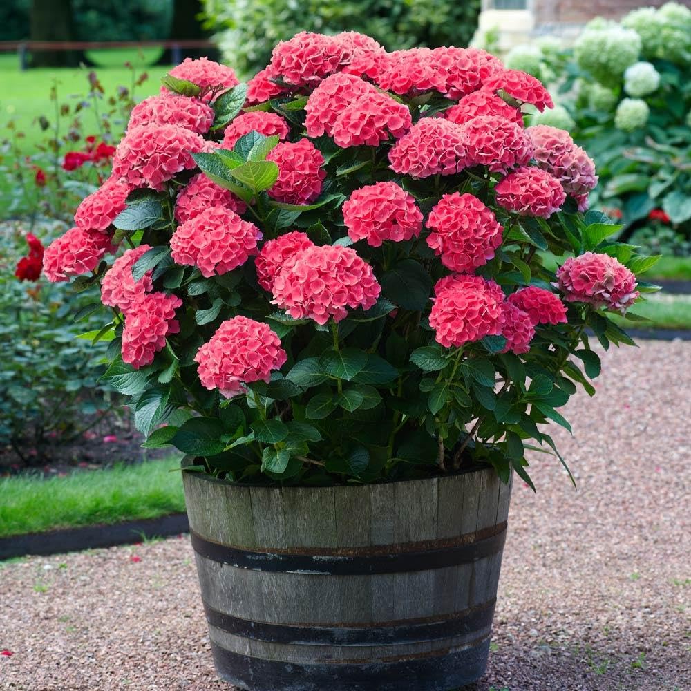 NEW DEBNATH NURSERY Hydrangea Red Flower Plant Potted Flowering Plants (B0CCNKWTJC) Amazon Price History, Amazon Price Tracker