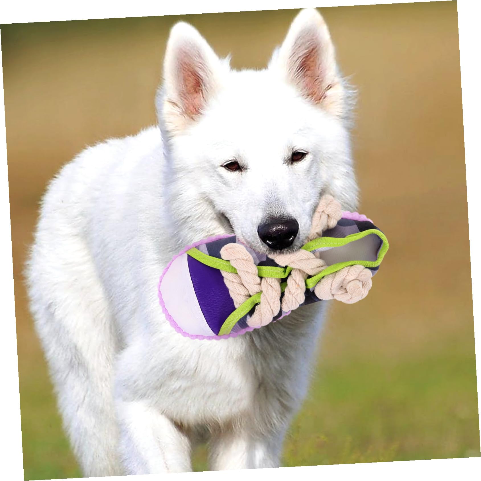 SEWACC Juguete para Masticar Perros Sonido en Forma de Zapato, Cuerda de Algodón, Tamaño Mediano, para Cachorros y Perros, Juguete Interactivo para Limpieza Dental y Entretenimiento