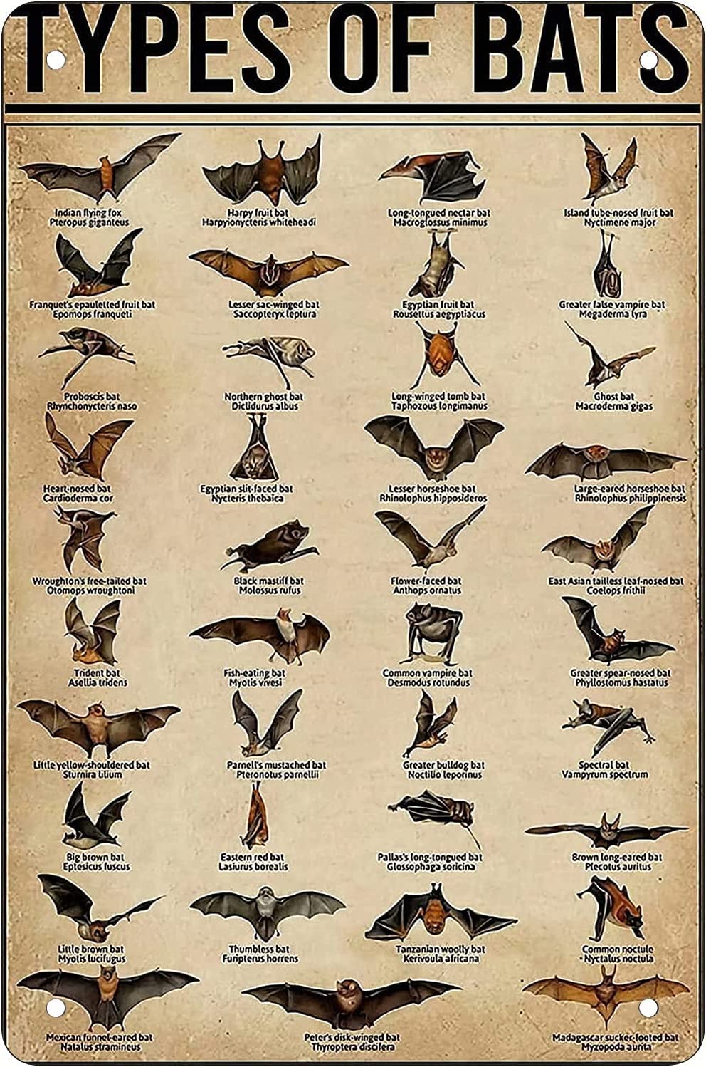 Homeoanimal 11 Retro Funny Metal Sheet Signs Bat Knowledge, Wall Decoration, 6X8 Inch
