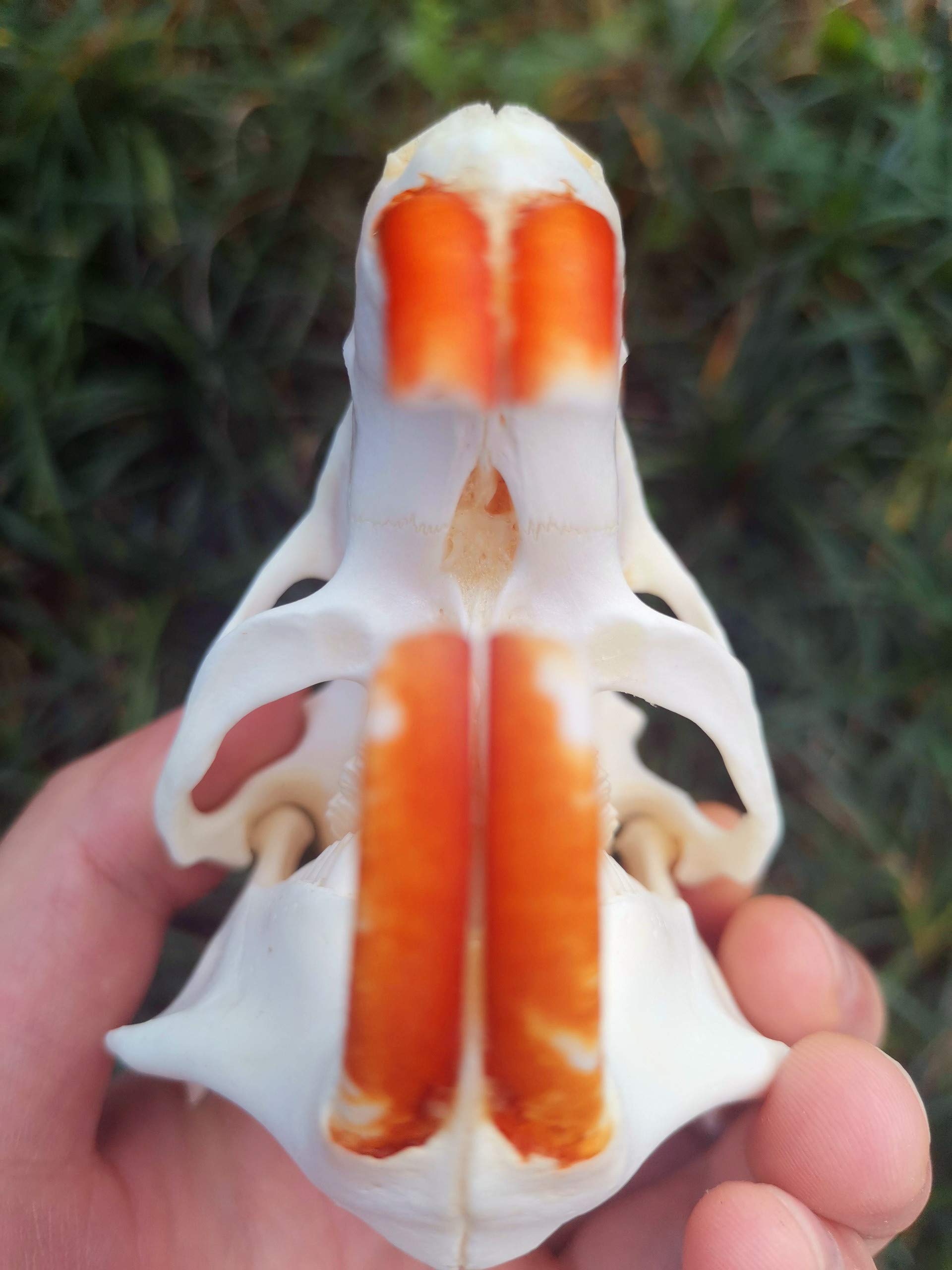 Amazon | 100%リアルな動物の頭蓋骨、ビーバーの頭骨、骸骨の頭