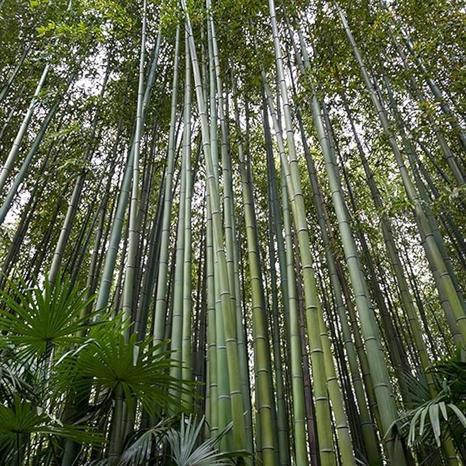 Southside Naturals 60 Bambusa Bamboo Tree Seeds | Fast Growing Co...