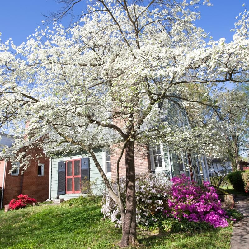 UIOTER White Dogwood 10-16 in Quart Pot
