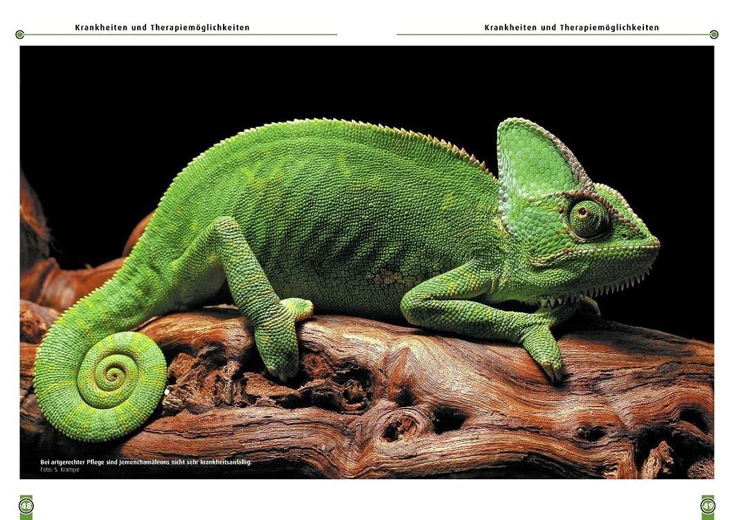 Das Jemenchamäleon: Chamaeleo calyptratus (Buchreihe Art für Art Terraristik)