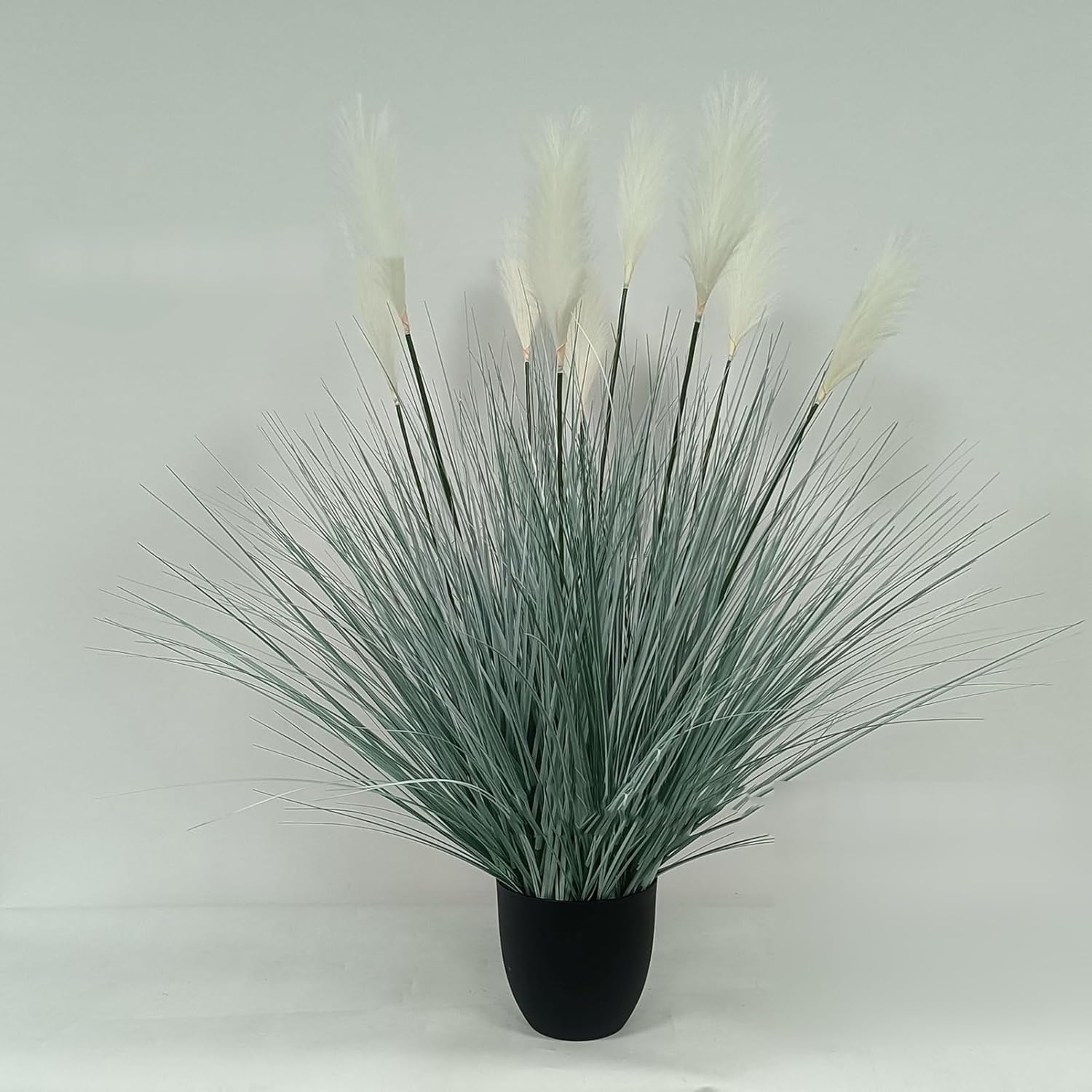 アロンソイ ツルビニカルプス 国内実生 8.5センチ Turbinicarpus