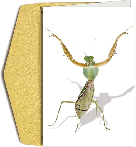 Divertida tarjeta de felicitación de mantis rezando, tarjeta de cumpleaños con arte de Mantis con cable, tarjeta de insectos para niños, amigos,
