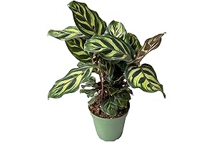Calathea Makoyana Live Plant with Vibrant Foliage