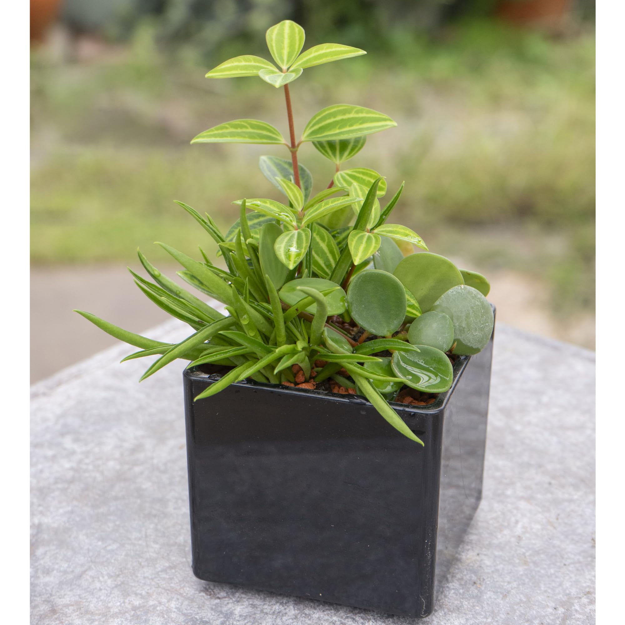 Amazon.co.jp: 観葉植物 土がいらないペペロミア3種ミックス ブラック