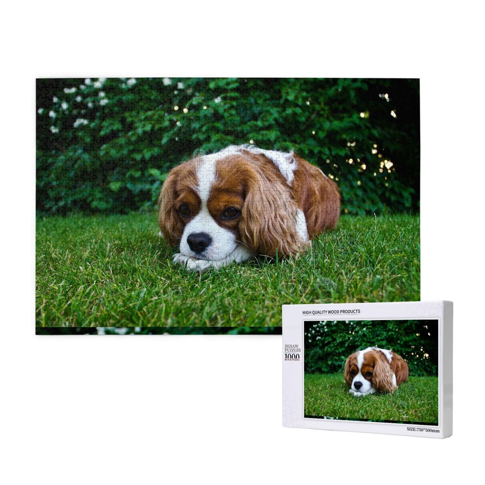 Gioco di puzzle per adulti, puzzle impegnativi, puzzle da 1000 pezzi, Cavalier King Charles Spaniel marrone bianco