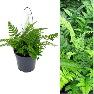 Polystichum Tsus-Simense Fern Plant - Koren Rock Fern Outdoor Fern in a 13cm Pot Ready to Plant