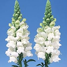 100 British White Giant Snapdragon Flower Seeds UK Antirrhinum Plants to Grow
