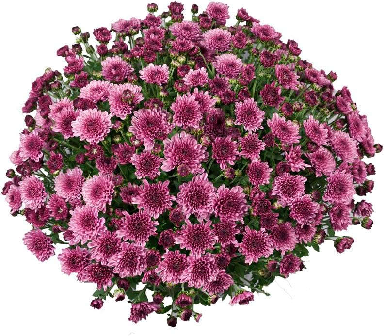 Chrysanthemum plug plants 'Branfountain Purple'. 4 x Medium plug Plants. Perennial bright purple daisy flowers for cutting gardens. Garden mums. Available from Bedwen Plants