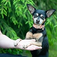 Vista 117 de DOGWONG Collar de perro de San Valentín, collar de perro con estampado de corazones para perros grandes, lindos collares de primavera, hembra