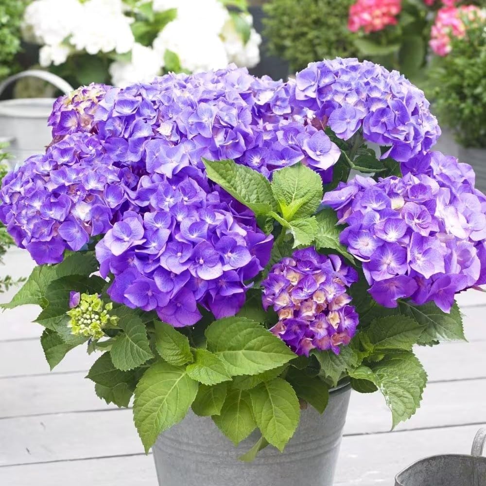 Plant Theory Little Purple Mophead Hydrangea Hydrangea Macrophylla Outdoor Shrub Plant 2L Pot