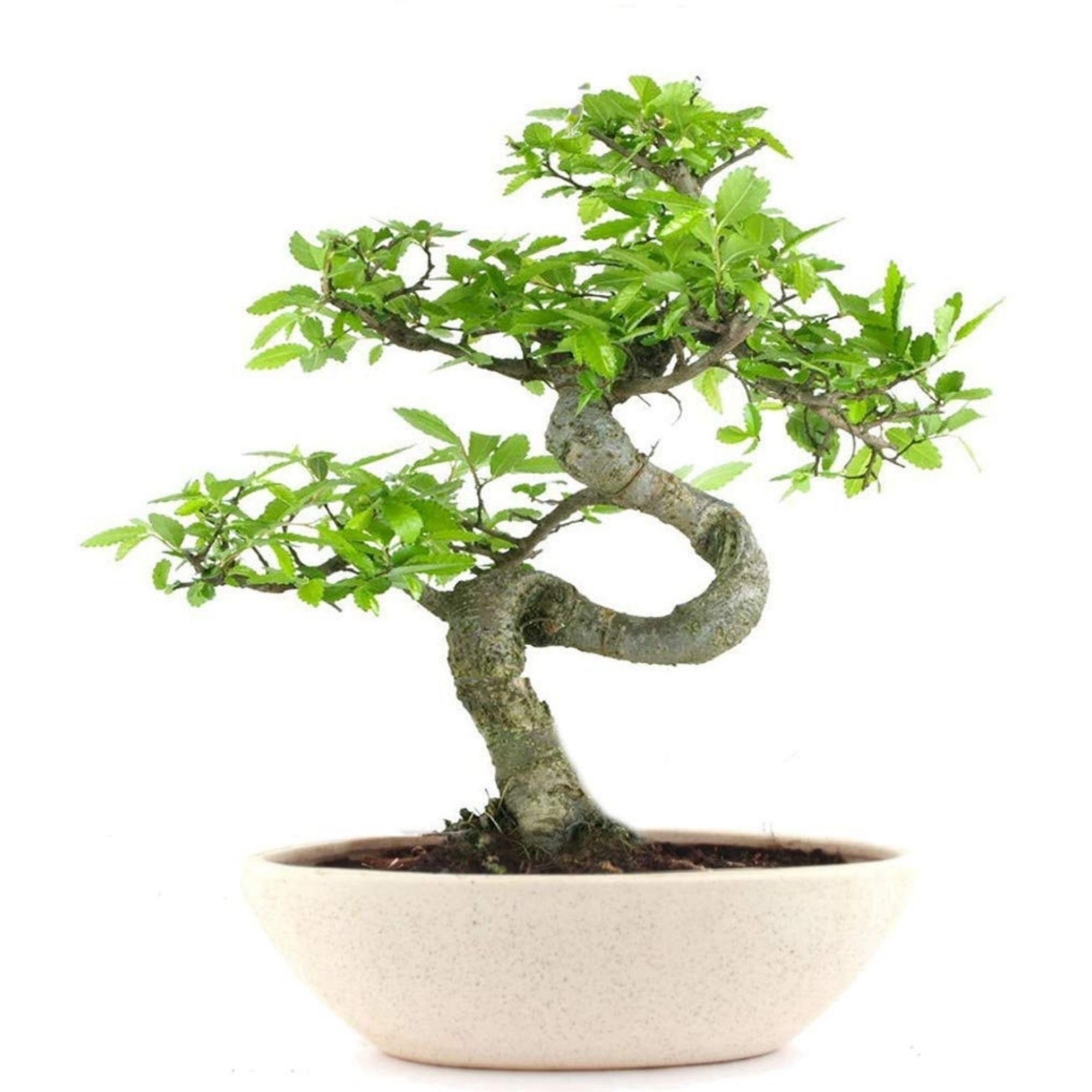 Abana Homes Bonsai Live Plant - 9 Years Old Chinese Elm Bonsai Tree In White Boat Bonsai Pot| Unique Bonsai Plants for Home Indoor | Ideal for Office, Living Room, Balcony | Height: 40cm