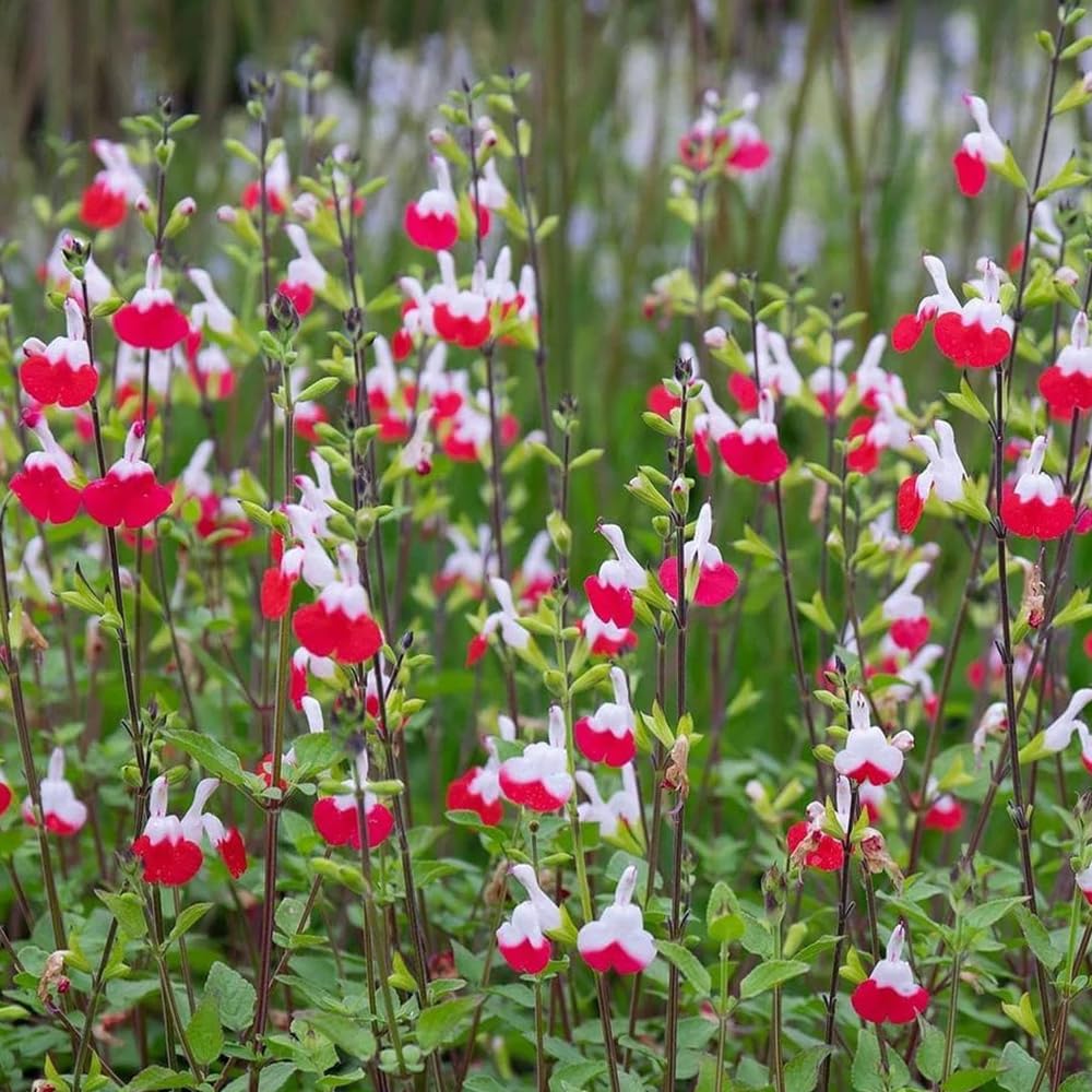 Semillas de salvia, Salvia greggii, semillas de aptas para las abejas cobertura del suelo jardín pradera mariposas exóticas resistentes al aire libre 500pcs