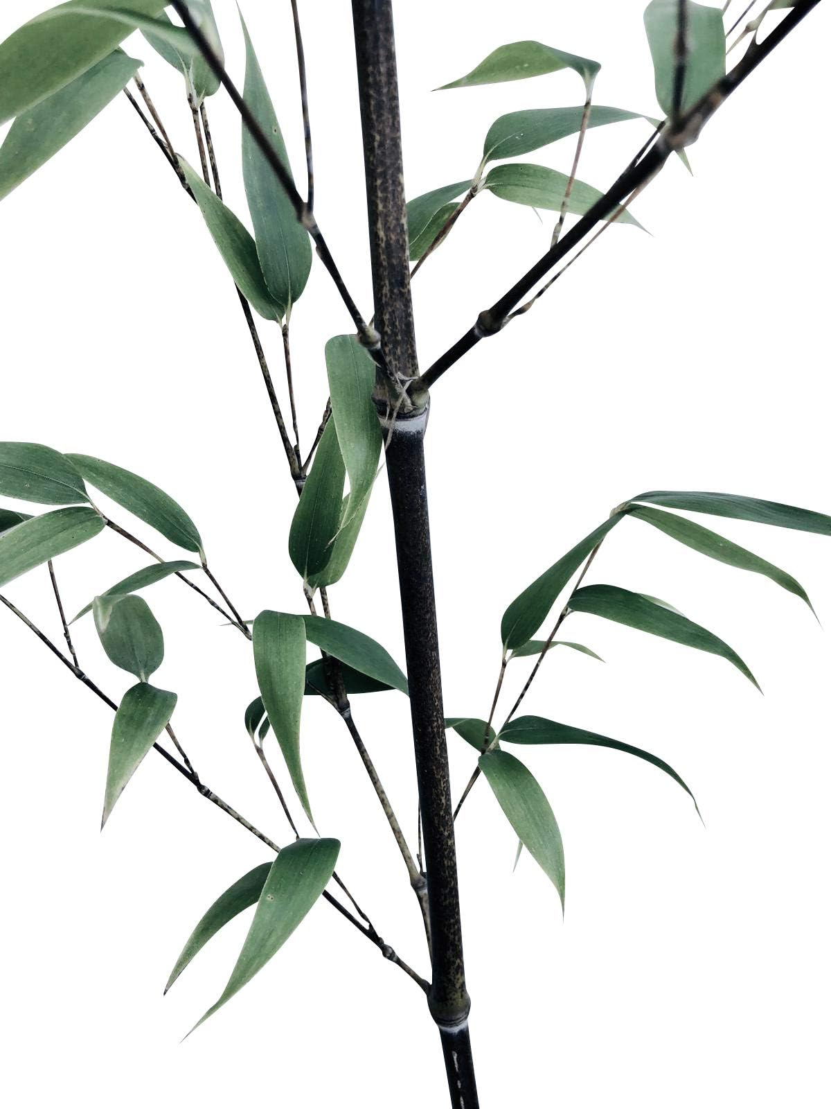 100x Fresh Black Bamboo Seeds w/ Instructions