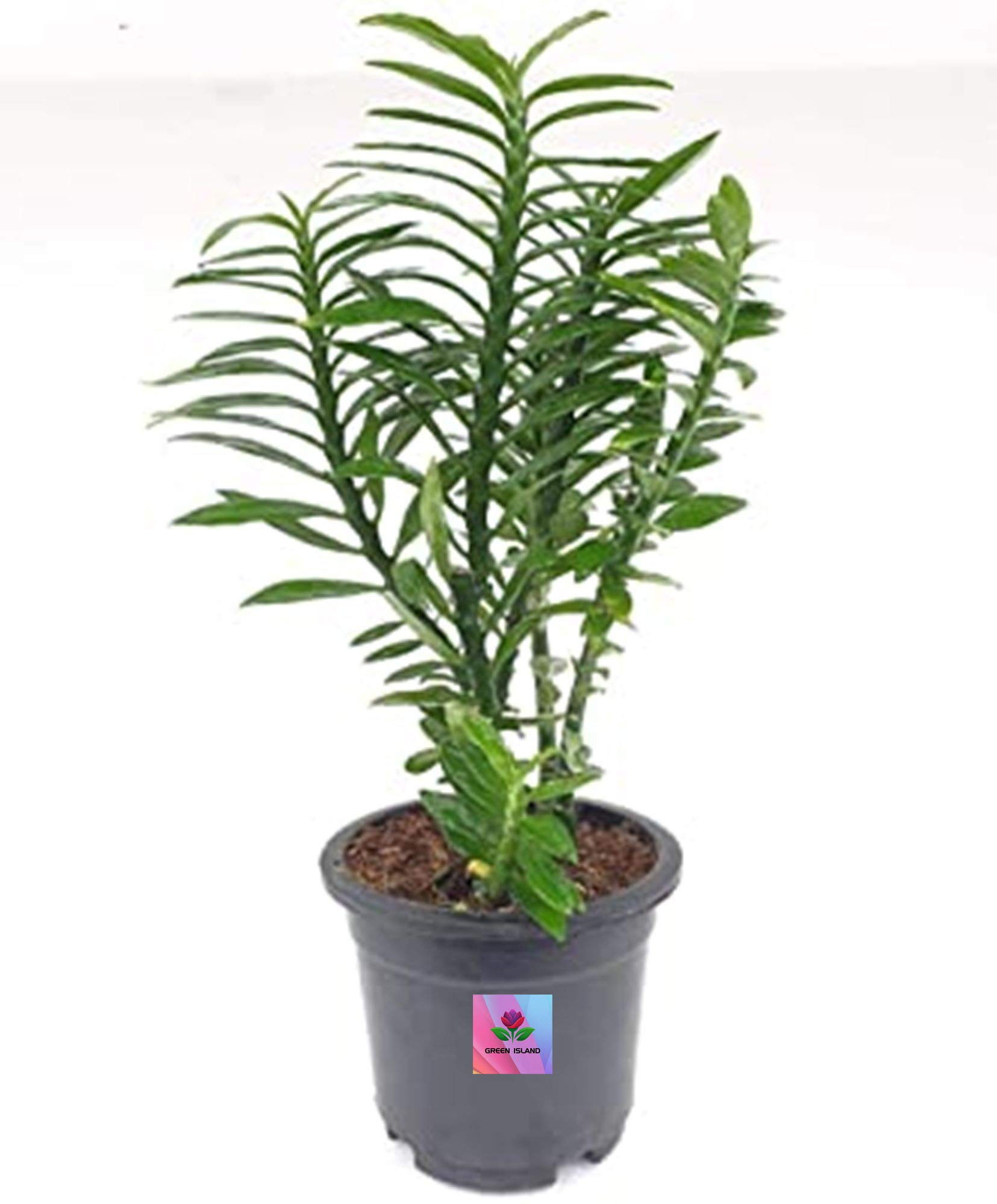 GREEN ISLAND Decorative Dracaena Mummy Petra Croton Pack Of 1 In Beautiful Pot (Zigzag)-image-37