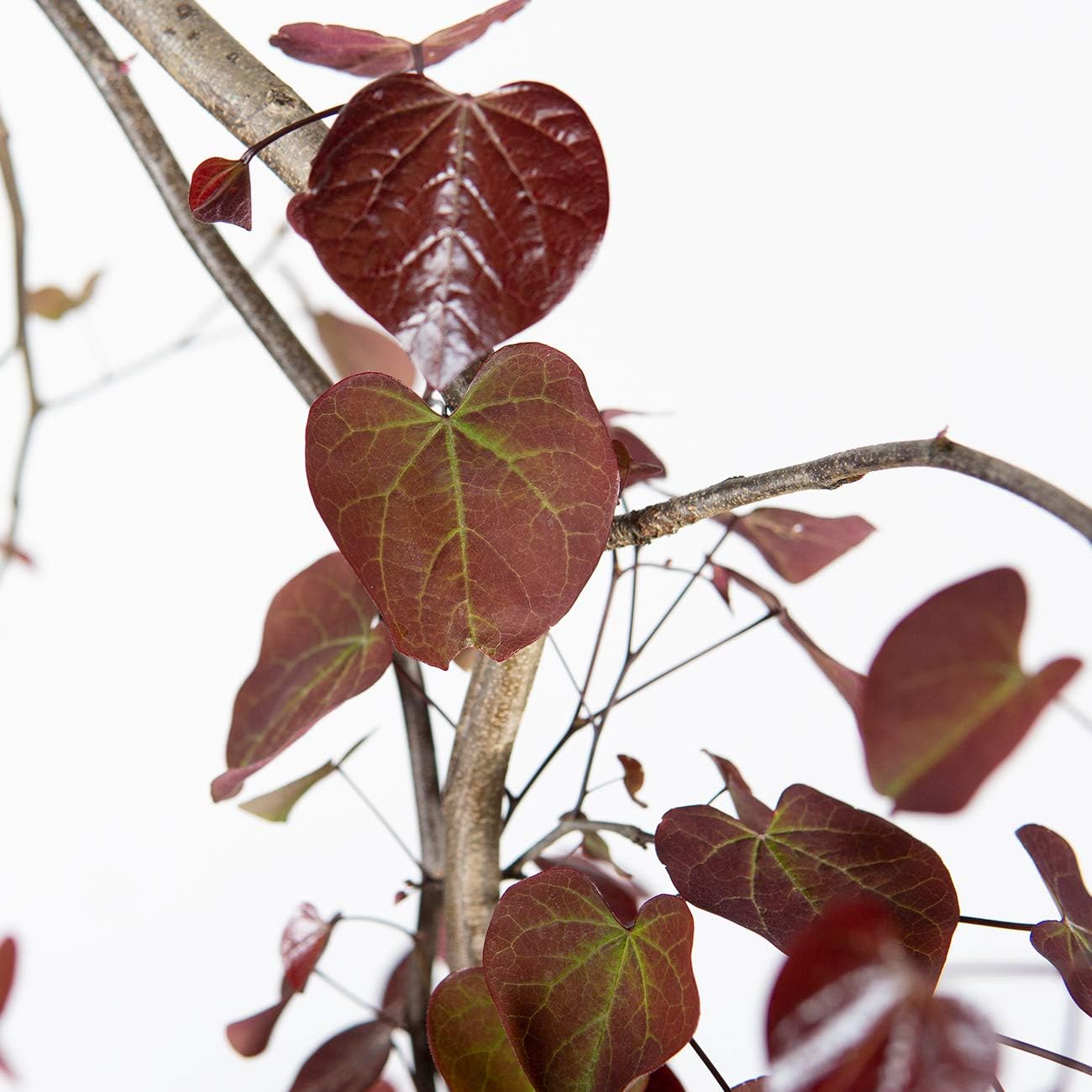 PERFECT PLANTS Ruby Falls Weeping Redbud Tree 2-3ft Tall | Vibrant Heart Shaped Leaves | Incredibly Easy to Maintain, Purple Foliage & Flowers Offer Beautiful Display